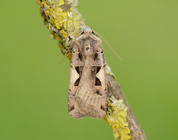 73.359 BF2126 Setaceous Hebrew Character Xestia c-nigrum