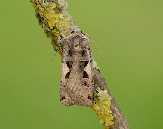 73.359 BF2126 Setaceous Hebrew Character Xestia c-nigrum