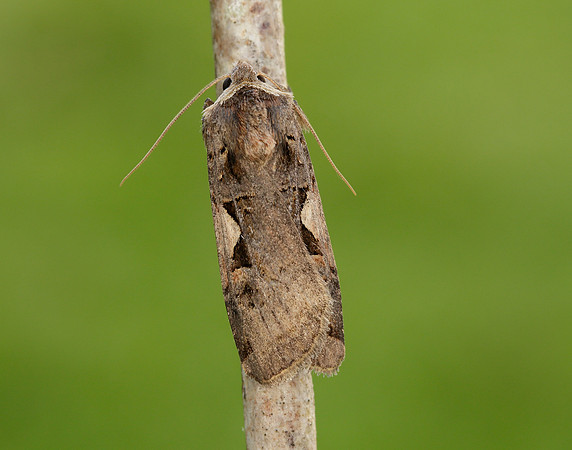 73.359 BF2126 Setaceous Hebrew Character Xestia c-nigrum