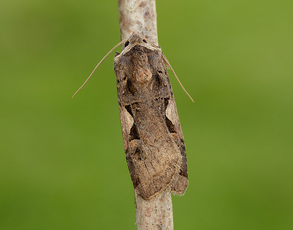 73.359 BF2126 Setaceous Hebrew Character Xestia c-nigrum