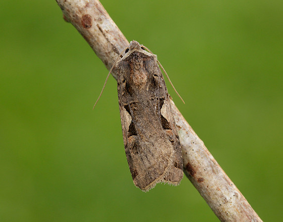 73.359 BF2126 Setaceous Hebrew Character Xestia c-nigrum