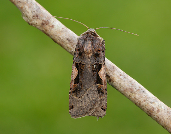 73.359 BF2126 Setaceous Hebrew Character Xestia c-nigrum