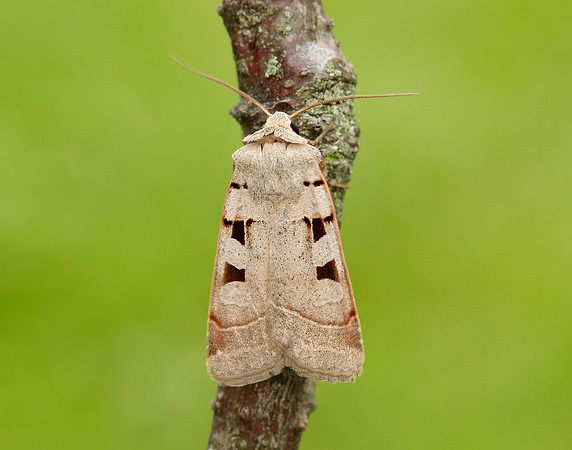 73.365 BF2117 Autumnal Rustic Eugnorisma glareosa