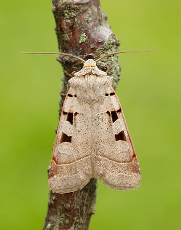 73.365 BF2117 Autumnal Rustic Eugnorisma glareosa