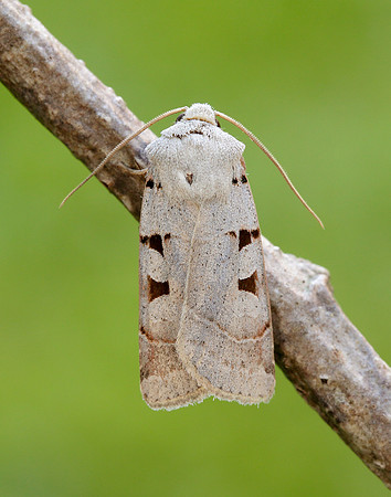 73.365 BF2117 Autumnal Rustic Eugnorisma glareosa