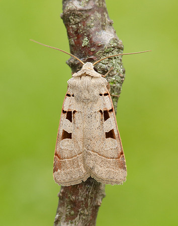 73.365 BF2117 Autumnal Rustic Eugnorisma glareosa