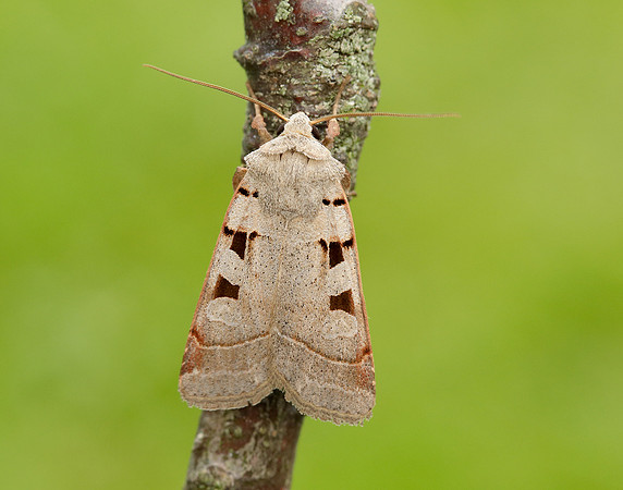 73.365 BF2117 Autumnal Rustic Eugnorisma glareosa