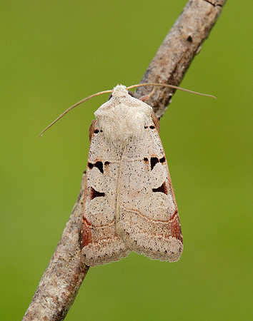 73.365 BF2117 Autumnal Rustic Eugnorisma glareosa