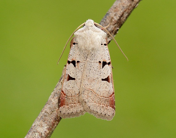 73.365 BF2117 Autumnal Rustic Eugnorisma glareosa