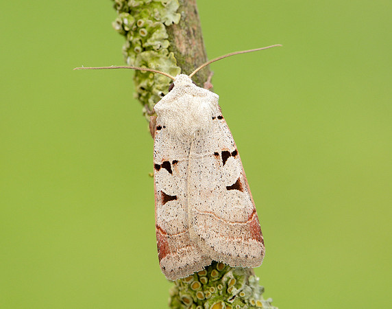 73.365 BF2117 Autumnal Rustic Eugnorisma glareosa