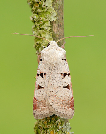 73.365 BF2117 Autumnal Rustic Eugnorisma glareosa