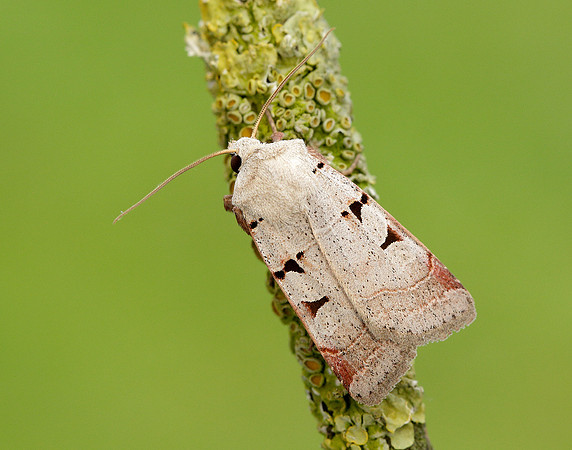 73.365 BF2117 Autumnal Rustic Eugnorisma glareosa