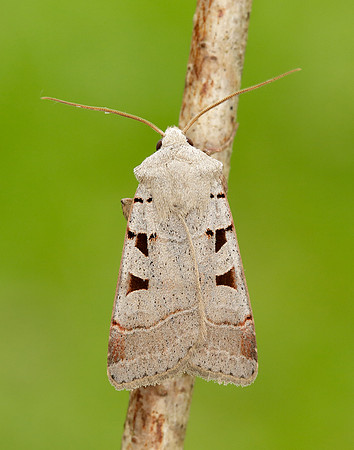 73.365 BF2117 Autumnal Rustic Eugnorisma glareosa