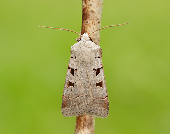 73.365 BF2117 Autumnal Rustic Eugnorisma glareosa