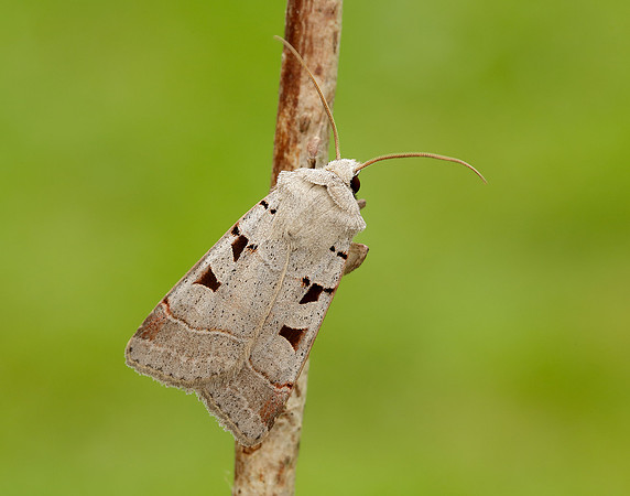 73.365 BF2117 Autumnal Rustic Eugnorisma glareosa