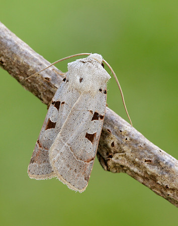 73.365 BF2117 Autumnal Rustic Eugnorisma glareosa