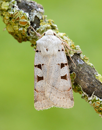 73.365 BF2117 Autumnal Rustic Eugnorisma glareosa
