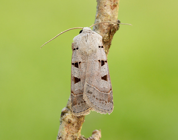 73.365 BF2117 Autumnal Rustic Eugnorisma glareosa