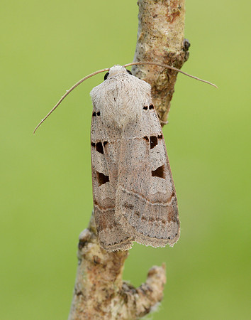 73.365 BF2117 Autumnal Rustic Eugnorisma glareosa