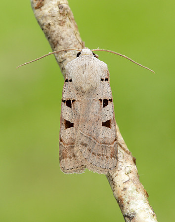 73.365 BF2117 Autumnal Rustic Eugnorisma glareosa