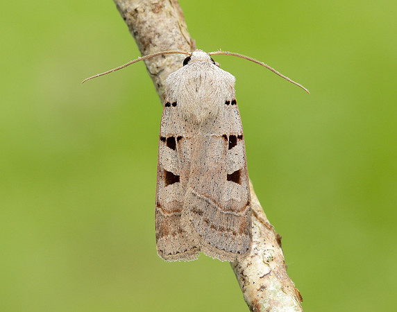 73.365 BF2117 Autumnal Rustic Eugnorisma glareosa