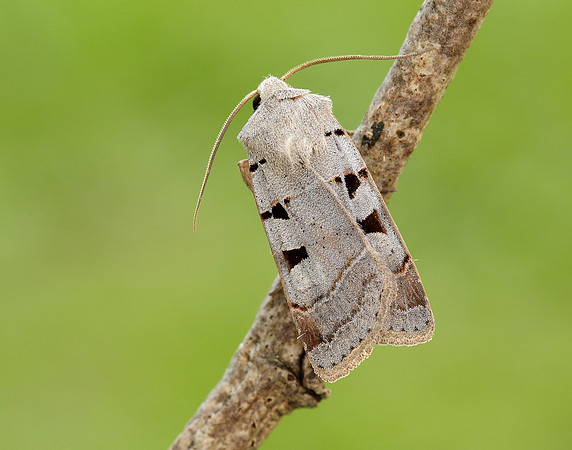 73.365 BF2117 Autumnal Rustic Eugnorisma glareosa