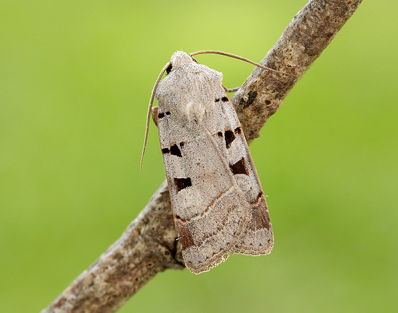 73.365 BF2117 Autumnal Rustic Eugnorisma glareosa