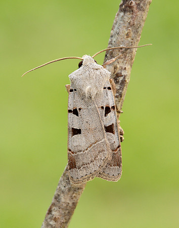 73.365 BF2117 Autumnal Rustic Eugnorisma glareosa