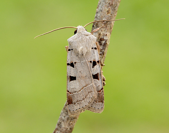 73.365 BF2117 Autumnal Rustic Eugnorisma glareosa