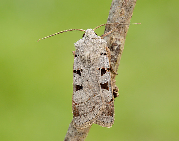 73.365 BF2117 Autumnal Rustic Eugnorisma glareosa