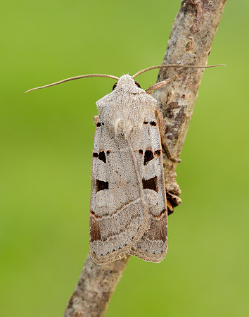 73.365 BF2117 Autumnal Rustic Eugnorisma glareosa