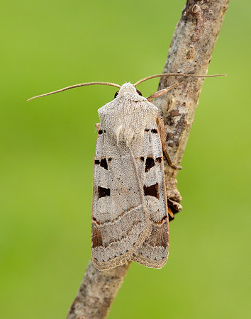 73.365 BF2117 Autumnal Rustic Eugnorisma glareosa