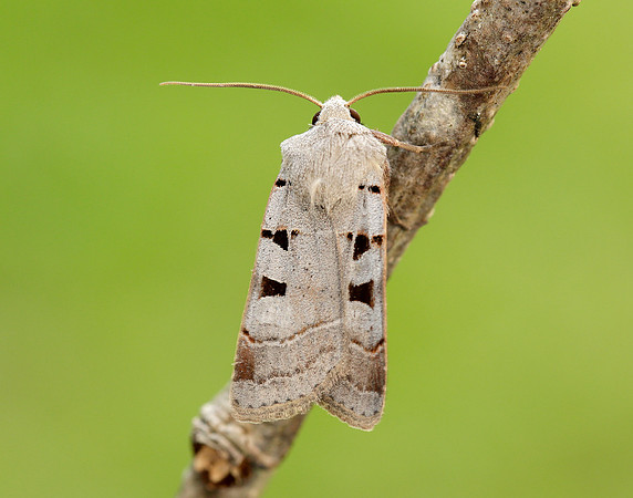 73.365 BF2117 Autumnal Rustic Eugnorisma glareosa