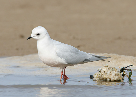 Ross's Gull Rhodostethia rosea