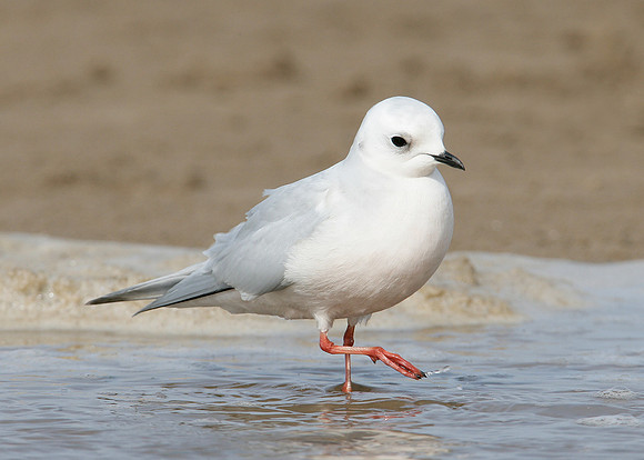 Ross's Gull Rhodostethia rosea