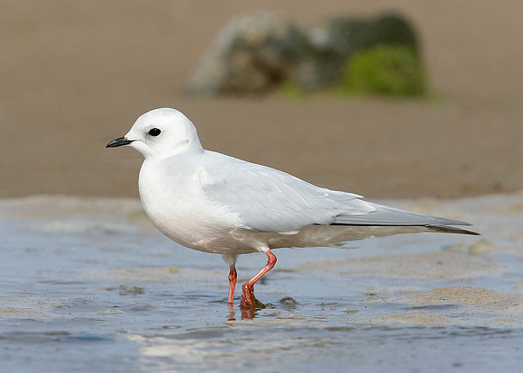 Ross's Gull Rhodostethia rosea