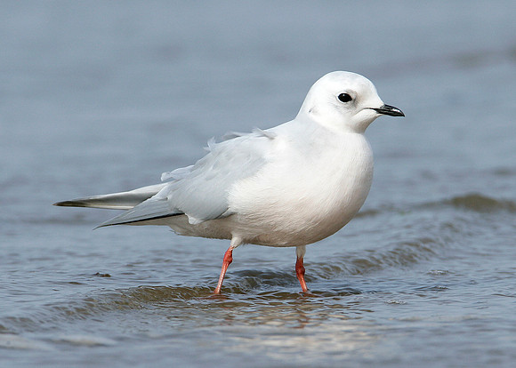 Ross's Gull Rhodostethia rosea