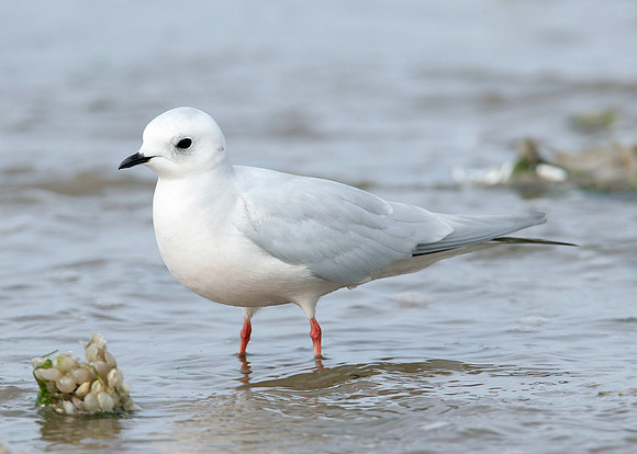 Ross's Gull Rhodostethia rosea