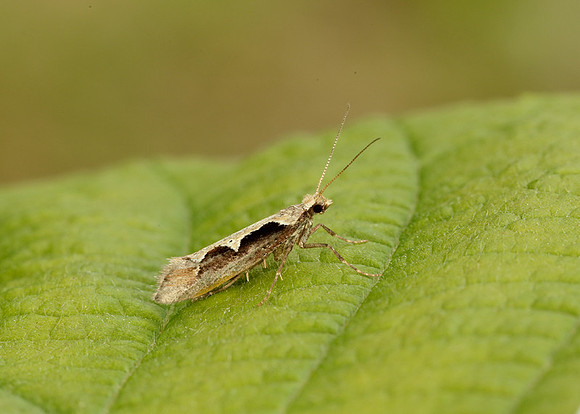 18.006 BF468 Rhigognostis incarnatella