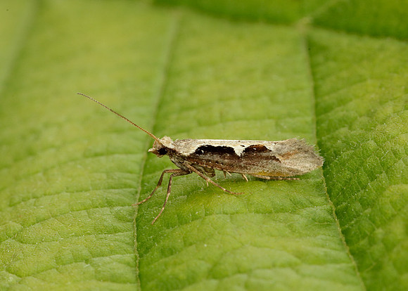 18.006 BF468 Rhigognostis incarnatella