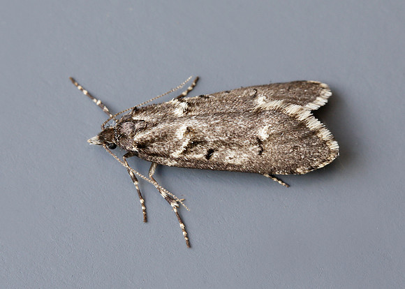 29.001 BF663 Diurnea fagella