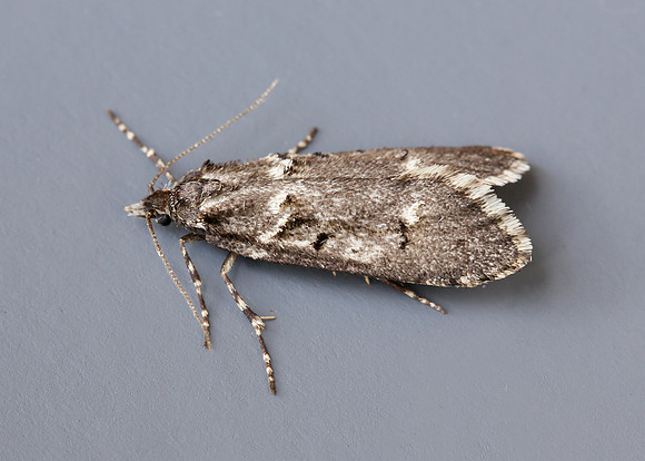 29.001 BF663 Diurnea fagella