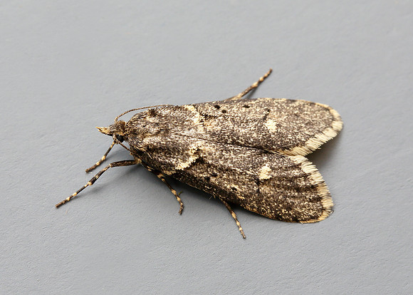 29.001 BF663 Diurnea fagella