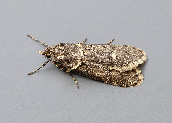 29.001 BF663 Diurnea fagella