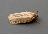 32.029 BF705 Agonopterix umbellana