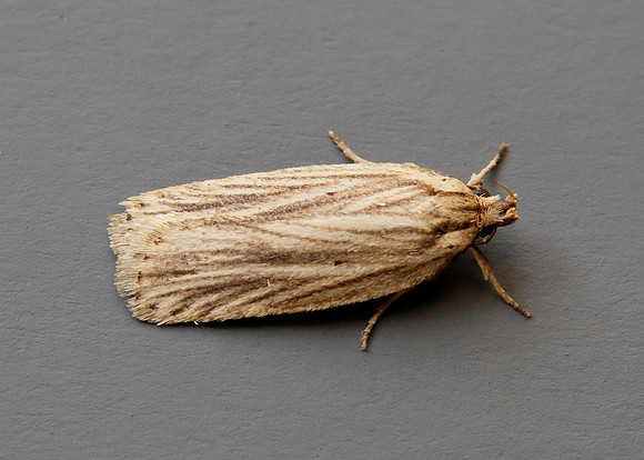 32.029 BF705 Agonopterix umbellana