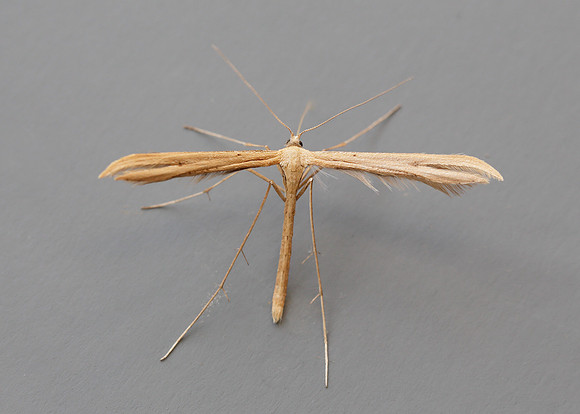 45.044 BF1524 Common Plume Emmelina monodactyla