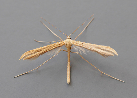 45.044 BF1524 Common Plume Emmelina monodactyla