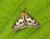 63.025 BF1376 Small Magpie Anania hortulata
