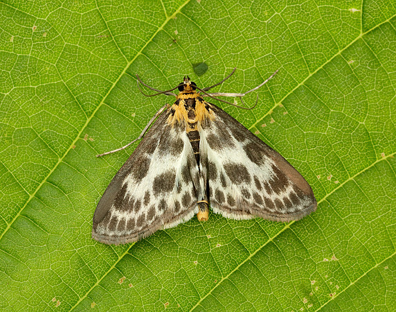 63.025 BF1376 Small Magpie Anania hortulata